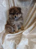 Danny, a male Pomeranian for sale in Fort Wayne, IN – Photo 1 of 7