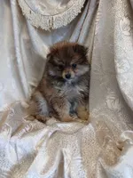 Danny, a male Pomeranian for sale in Fort Wayne, IN – Photo 4 of 7