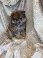 Danny, a male Pomeranian for sale in Fort Wayne, IN – Photo 3 of 7