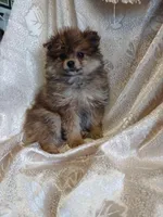 Danny, a male Pomeranian for sale in Fort Wayne, IN – Photo 2 of 7
