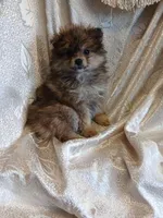 Danny, a male Pomeranian for sale in Fort Wayne, IN – Photo 6 of 7