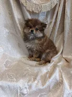Danny, a male Pomeranian for sale in Fort Wayne, IN – Photo 5 of 7