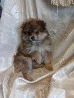 Danny, a male Pomeranian for sale in Fort Wayne, IN – Photo 7 of 7