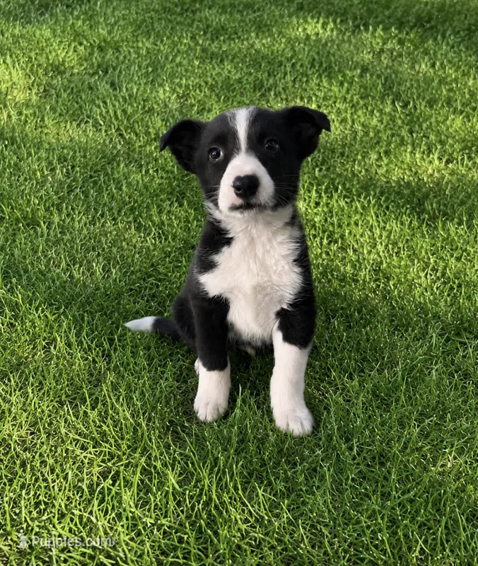 Gibson  – Border Collie puppy for sale in Fort Wayne, IN