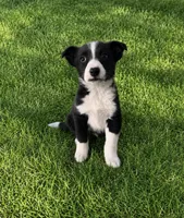 Gibson , a male Border Collie for sale in Fort Wayne, IN – 1 of 1