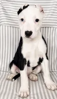 Parker , a male American Pit Bull Terrier for sale in Fort Wayne, IN – 2 of 2