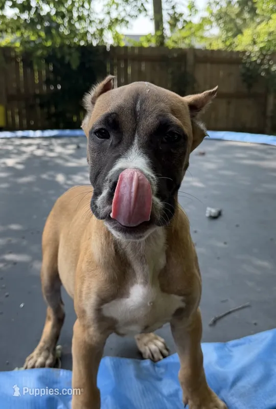 Duke  – American Bully puppy for sale in Fort Wayne, IN