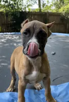 Duke , a male American Bully for sale in Fort Wayne, IN – 1 of 3