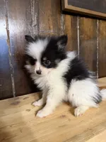 Sparky , a male Pomeranian for sale in Fort Wayne, IN – 5 of 5