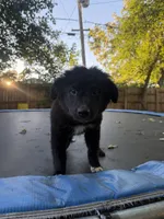 Mona , a female German Shepherd Dog and Newfoundland for sale in Fort Wayne, IN – 2 of 2