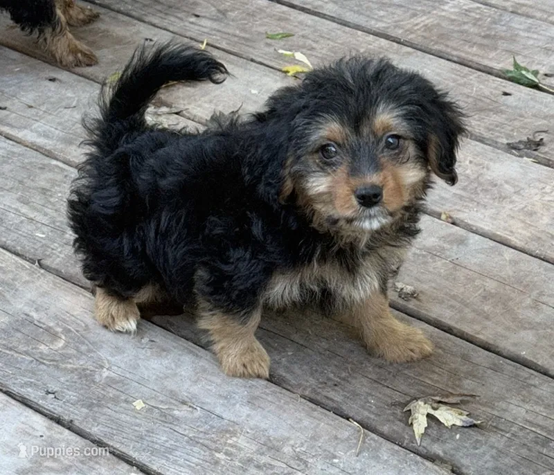 Becka – Yorkshire Terrier, Poodle - Toy  puppy for sale in Fort Wayne, IN