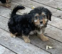 Becka, a female Yorkshire Terrier and Poodle - Toy  for sale in Fort Wayne, IN – 1 of 3
