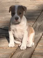 Albert , a male American Bulldog for sale in Fort Wayne, IN – Photo 2 of 3