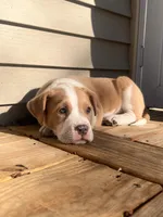 Albert , a male American Bulldog for sale in Fort Wayne, IN – Photo 3 of 3
