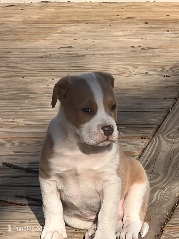 Albert , a male American Bulldog for sale in Fort Wayne, IN – Photo 1 of 3