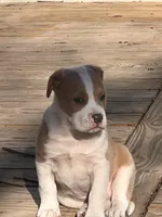 Albert , a male American Bulldog for sale in Fort Wayne, IN – Photo 1 of 3