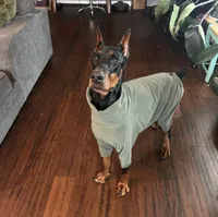 Opie , a male Doberman Pinscher for sale in Fort Wayne, IN – 4 of 4