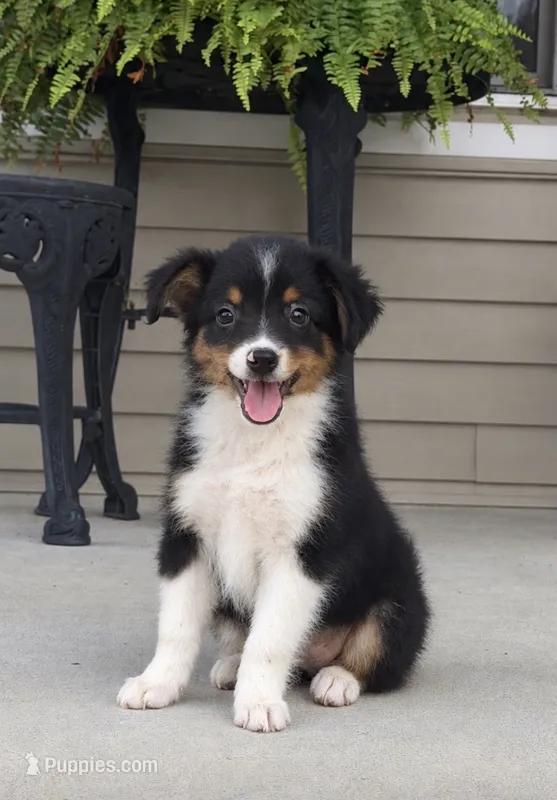 Gunner  – Toy Australian Shepherd puppy for sale in Fort Wayne, IN