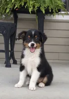 Gunner , a male Toy Australian Shepherd for sale in Fort Wayne, IN – 1 of 3