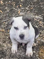 Jackson , a male American Bully for sale in Fort Wayne, IN – 2 of 2