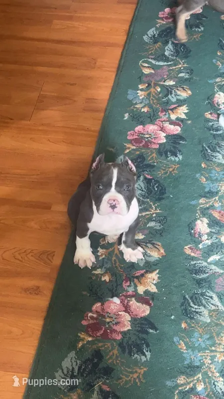 Gamora ABKC – American Bully puppy for sale in Fort Wayne, IN