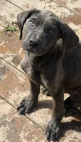 Dozer, a male Cane Corso for sale in Fort Wayne, IN – 3 of 3