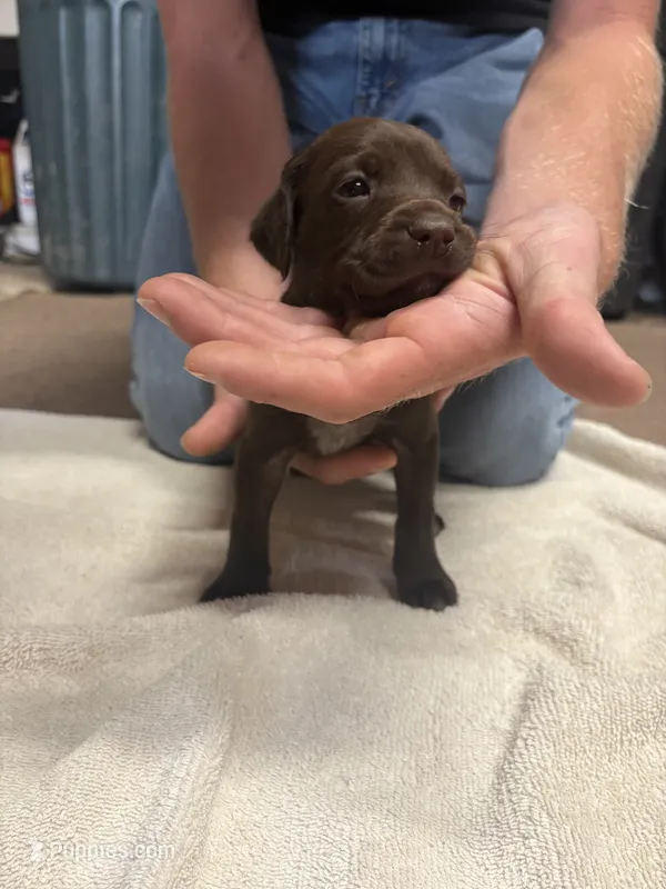 Female liver #1 – German Shorthaired Pointer puppy for sale in Lewiston, NY