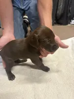 Female GSP # 3, a female German Shorthaired Pointer for sale in Lewiston, NY – 3 of 3