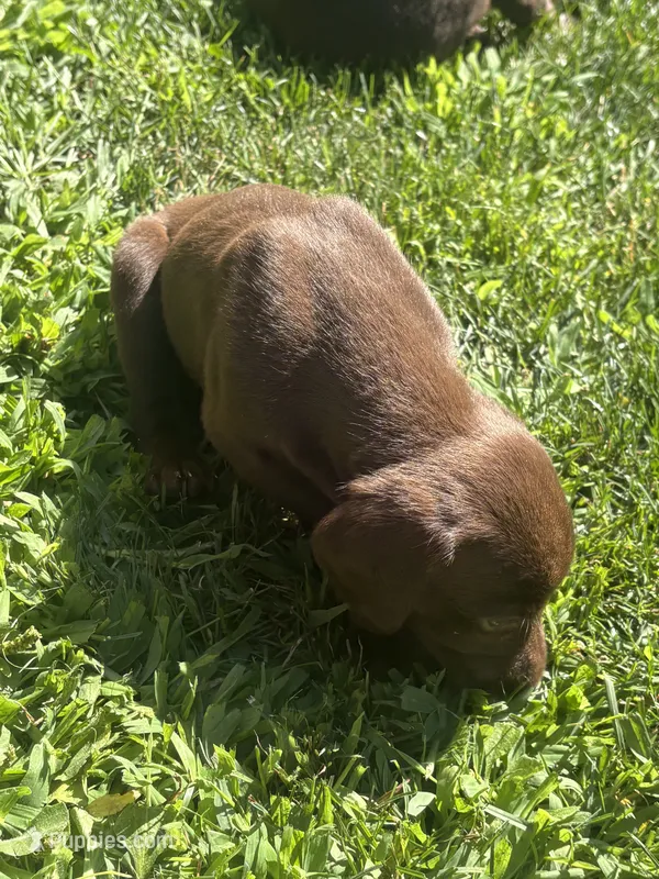 Liver male – German Shorthaired Pointer puppy for sale in Lewiston, NY