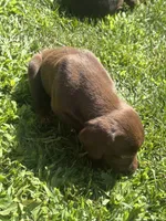 Liver male, a male German Shorthaired Pointer for sale in Lewiston, NY – 4 of 4