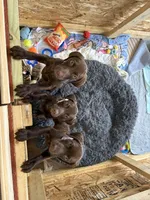 Liver male, a male German Shorthaired Pointer for sale in Lewiston, NY – 3 of 4