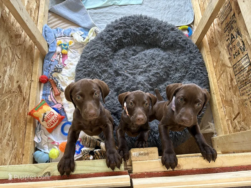Liver male – German Shorthaired Pointer puppy for sale in Lewiston, NY