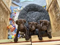 Liver male, a male German Shorthaired Pointer for sale in Lewiston, NY – 1 of 4