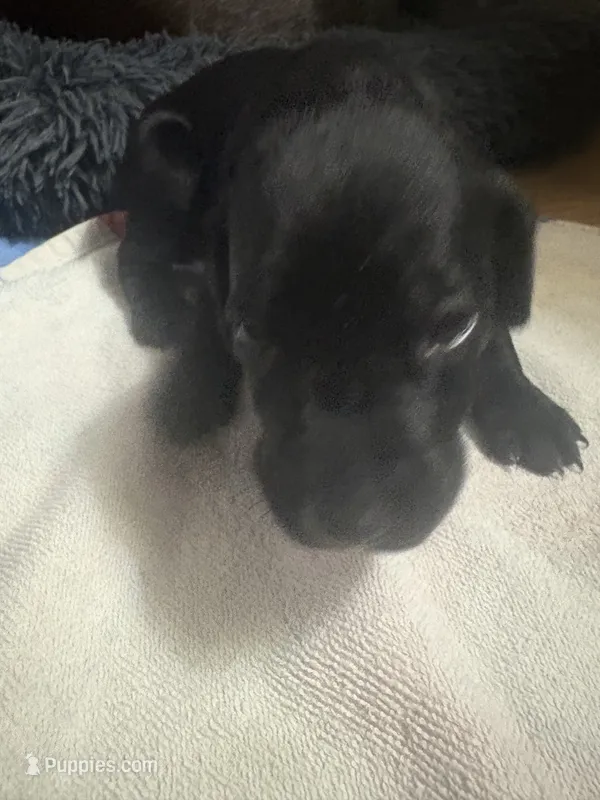 Solid Black Male – German Shorthaired Pointer puppy for sale in Lewiston, NY