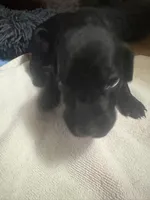 Solid Black Male, a male German Shorthaired Pointer for sale in Lewiston, NY – 1 of 3
