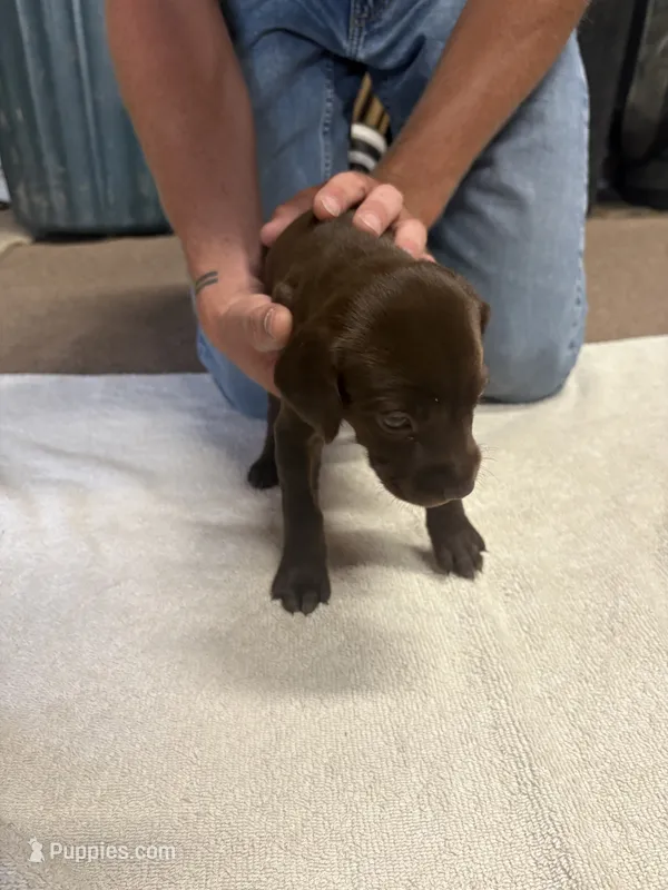 Female GSP # 3 – German Shorthaired Pointer puppy for sale in Lewiston, NY