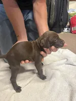 Female liver #2, a female German Shorthaired Pointer for sale in Lewiston, NY – 2 of 2
