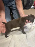 Female liver #1, a female German Shorthaired Pointer for sale in Lewiston, NY – 2 of 2