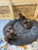 Liver male, a male German Shorthaired Pointer for sale in Lewiston, NY – 2 of 4