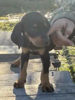 Sally , a female American Black and Tan Coonhound for sale in Bowlus, MN – 2 of 2