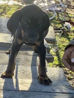 Jesse , a female American Black and Tan Coonhound for sale in Bowlus, MN – 2 of 2
