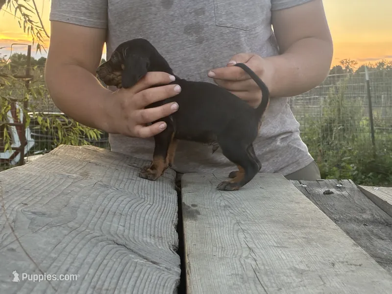 Black and tan walker puppy  – Treeing Walker Coonhound, American Black and Tan Coonhound puppy for sale in Bowlus, MN