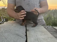 Black and tan walker puppy , a male Treeing Walker Coonhound and American Black and Tan Coonhound for sale in Bowlus, MN – 1 of 1