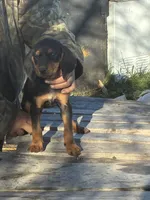 Ann, a female American Black and Tan Coonhound for sale in Bowlus, MN – 2 of 2