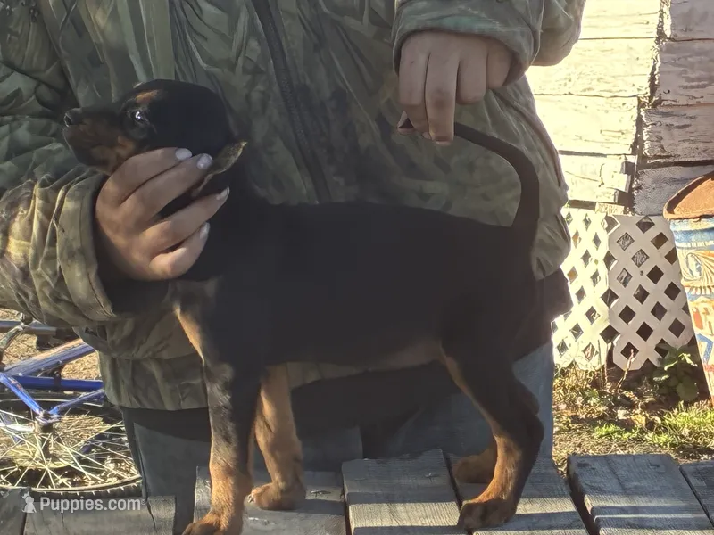 Jesse  – American Black and Tan Coonhound puppy for sale in Bowlus, MN