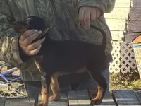 Jesse , a female American Black and Tan Coonhound for sale in Bowlus, MN – 1 of 2