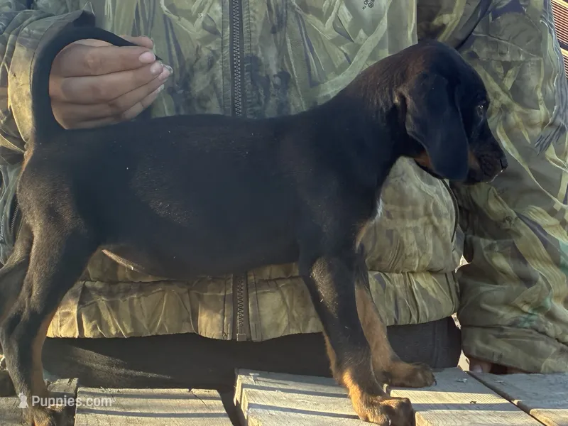 Sally  – American Black and Tan Coonhound puppy for sale in Bowlus, MN