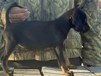 Sally , a female American Black and Tan Coonhound for sale in Bowlus, MN – 1 of 2