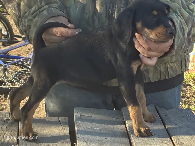 Ann – American Black and Tan Coonhound puppy for sale in Bowlus, MN