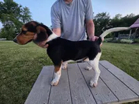 Pup, a male Beagle for sale in Freeport, OH – 3 of 4